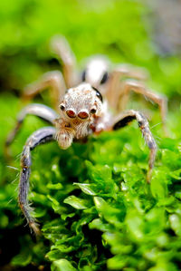 Close-up of spider on plant