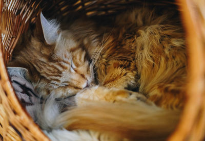 Close-up of cat sleeping