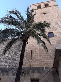 Low angle view of palm tree against sky