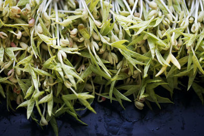 High angle view of green leaves on table