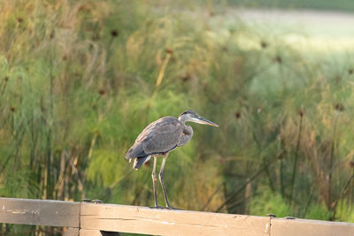 High angle view of gray heron perching on railing