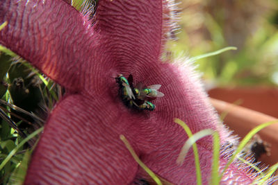 Close-up of insect on red flower