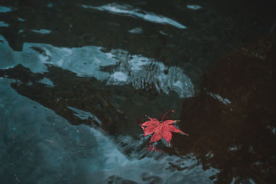 High angle view of maple leaves floating on sea