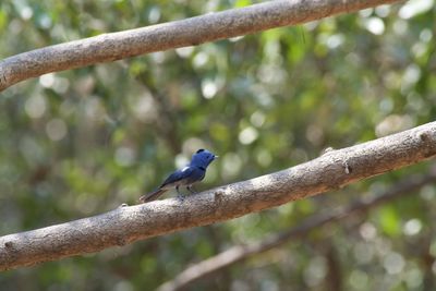 Close-up of bird perching on branch