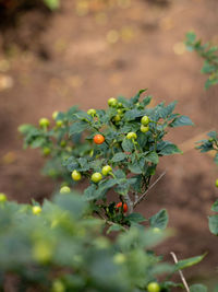 Close-up of berries growing on plant at field