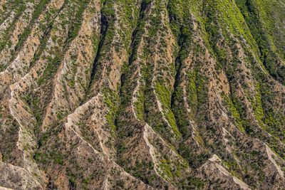 High angle view of pine trees in forest