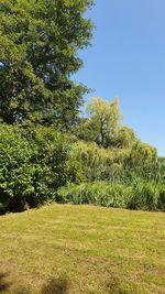 Trees on field against clear sky