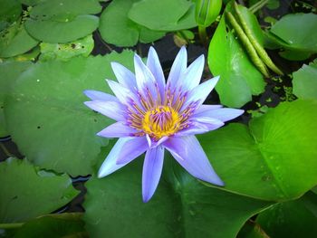 Close-up of lotus water lily in pond