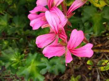 Close-up of pink flowering plant