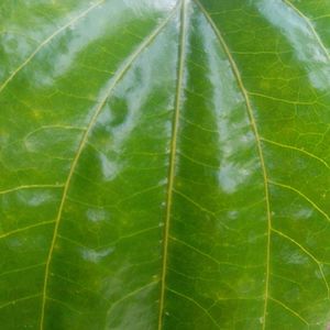 Full frame shot of green leaf