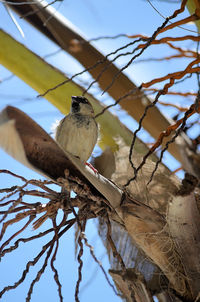 Low angle view of bird perching on branch