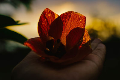 Close-up of orange rose flower