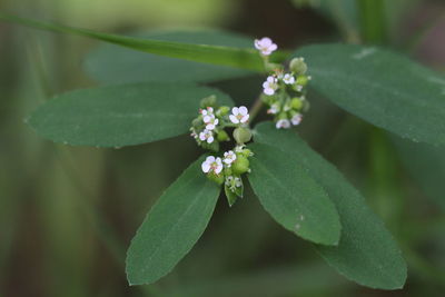 Close-up of flowering plant