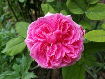 Close-up of pink rose