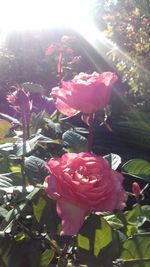 Close-up of pink rose blooming outdoors