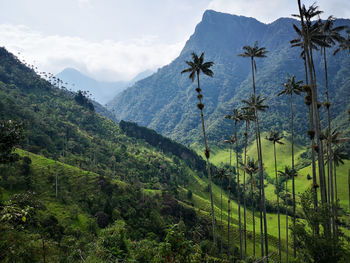 View on the cocora valley with wax palms - salento, colombia