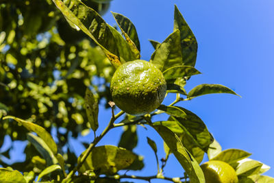 Low angle view of fruits on tree