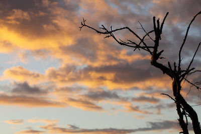 Low angle view of silhouette bare tree against orange sky