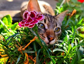 Close-up portrait of a cat