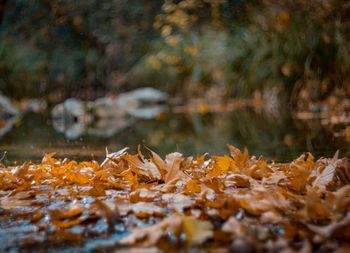 Close-up of maple leaves on lake during autumn