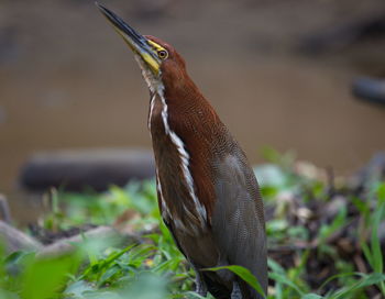 Close-up side view of a bird on land