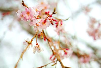 Close-up of pink flowers on branch