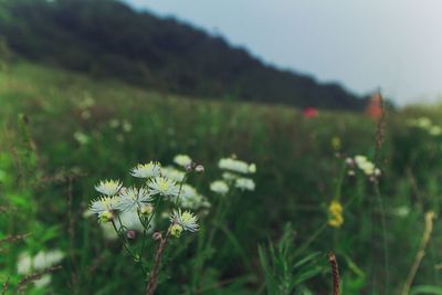 Close-up of flower blooming in field