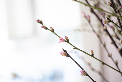 Close-up of pink cherry blossom on tree