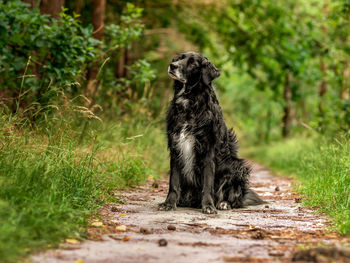 Dog sitting on footpath