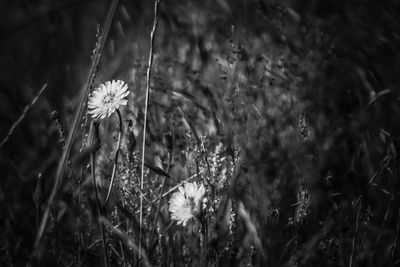 Close-up of flowers growing in field