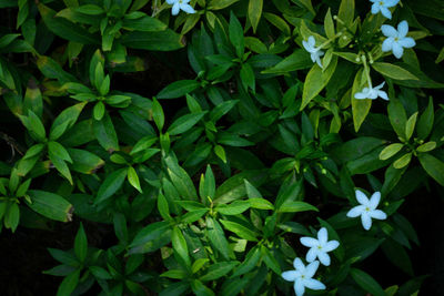 High angle view of flowering plants