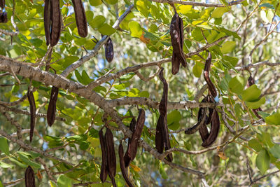 Low angle view of fruits hanging on tree