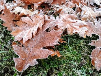 Close-up of dry maple leaves on tree during autumn