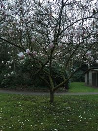 Pink flowers in park