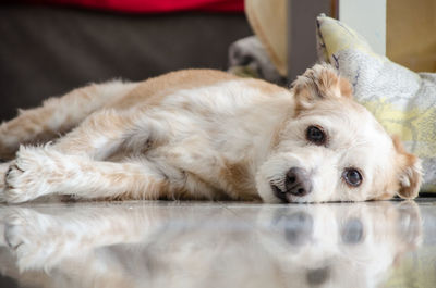 Portrait of dog lying down
