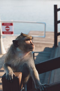 Monkey sitting on railing of staircase by lake