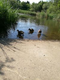 Ducks swimming in lake