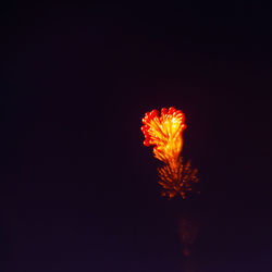 Close-up of illuminated red flower against black background