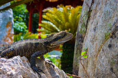 Close-up of lizard on tree trunk