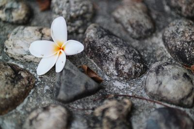 Close-up of white flower