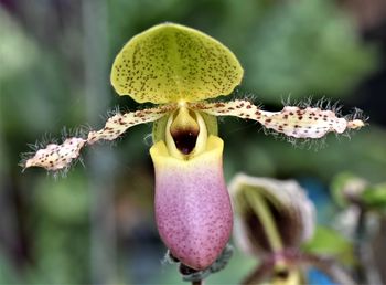 Close-up of flower growing outdoors