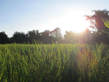 Scenic view of field against clear sky