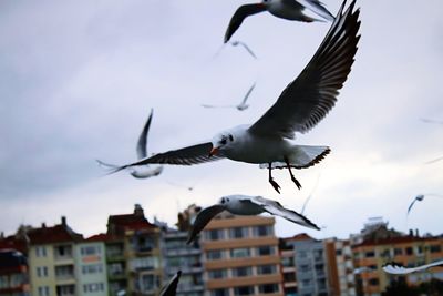 Seagulls flying in a building