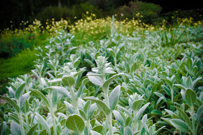 Close-up of flowering plants on field