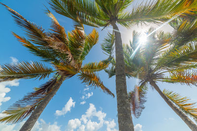 Low angle view of coconut palm tree against sky