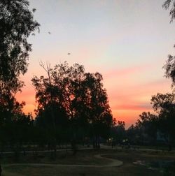 Silhouette trees against sky during sunset