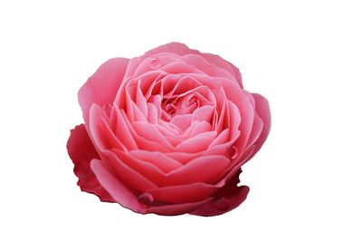 Close-up of pink rose against white background