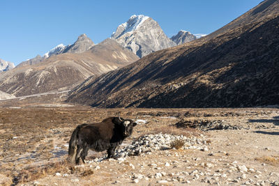 Cow standing on mountain against sky