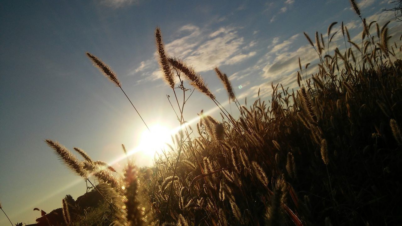 sun, sunset, growth, plant, sky, nature, silhouette, sunlight, tranquility, low angle view, beauty in nature, field, grass, outdoors, sunbeam, no people, tranquil scene, close-up, growing, stem