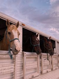 Horse standing in stable